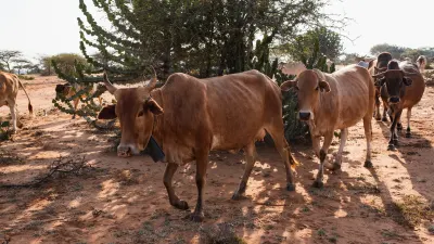 Herders, cattle killed in Plateau attacks — Community leaders — Premium Times