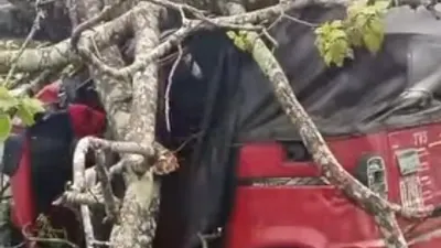 Six weeks after falling tree killed motorcyclist, another crushes vehicles in Uyo — Premium Times