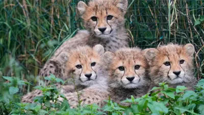 Cheetah cubs at Prague Zoo ‘doing well’ after strong storms, mother’s illness — SowetanLIVE