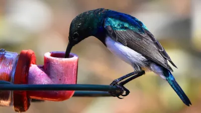 One bird in your garden can give as much joy as many in the bush — SAPeople