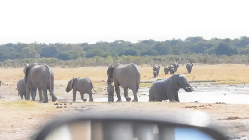 Wildlife at the door, survival on the line — photograph supplied by Mail & Guardian
