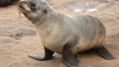 WARNING: 176 people bitten by seals as rabies risk grows — The South African