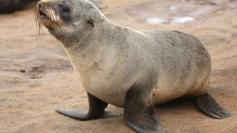 WARNING: 176 people bitten by seals as rabies risk grows — photograph supplied by The South African