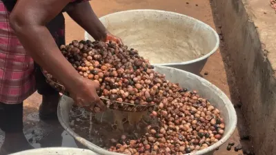 Beyond the nut: Shea women fight for finance, trees, and fairer value — 3News Ghana