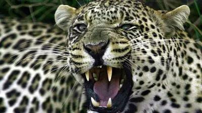 Leopards return to South Africa’s West Coast after 170 years — Africanews