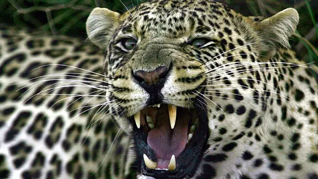 Leopards return to South Africa’s West Coast after 170 years — photograph supplied by Africanews
