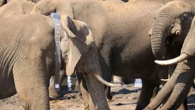 DEADLY FAILURE OP-ED: A collar was not enough: Botswana’s failure to protect its research elephants from trophy hunters — Daily Maverick