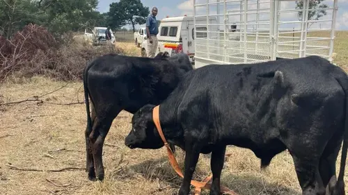 Operation Basadi recovers livestock worth more than R290,000 near Eswatini border — photograph supplied by IOL