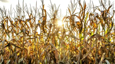 Kenya should remove restrictions on GMO maize imports from SA — HeraldLIVE