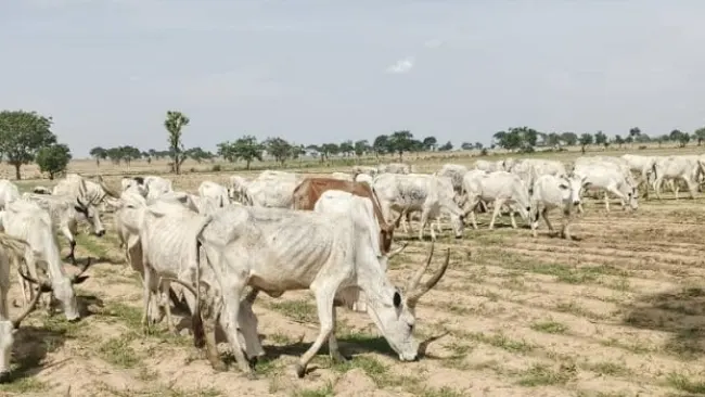 Ministry, NHYPPADEC Eye Collaboration On Rural Livestock Development — photograph supplied by Channels TV