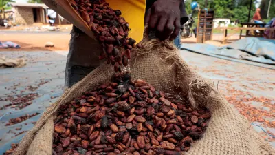 Poor rains in Ivory Coast raise concerns over cocoa quality and supply, farmers say — SowetanLIVE