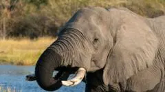 Botswana condemned for slaughtering elephants for independence celebrations — photograph supplied by BBC Africa