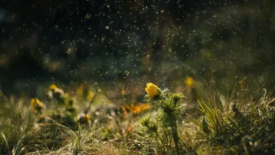 Spring allergies: Where pollen levels are highest in SA — The South African