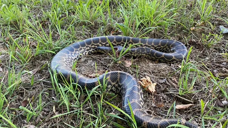 Anaconda on the Danube: giant constrictor snake discovered in Bavaria — photograph supplied by Euronews