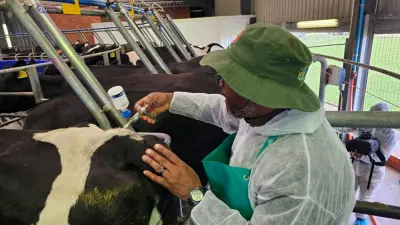 Private institutions to be approached to produce FMD vaccine: Aucamp — SABC News