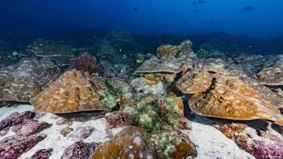 Corals as climate archive: Are El Ninos intensifying? — Deutsche Welle